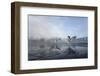 Two Grey Herons (Ardea Cinerea) on Ice, Squabbling over Fish, River Tame, Stockport, UK-Terry Whittaker-Framed Photographic Print