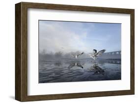 Two Grey Herons (Ardea Cinerea) on Ice, Squabbling over Fish, River Tame, Stockport, UK-Terry Whittaker-Framed Photographic Print