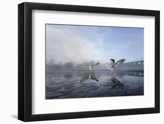 Two Grey Herons (Ardea Cinerea) on Ice, Squabbling over Fish, River Tame, Stockport, UK-Terry Whittaker-Framed Photographic Print