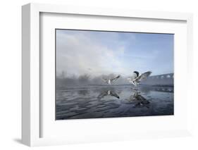 Two Grey Herons (Ardea Cinerea) on Ice, Squabbling over Fish, River Tame, Stockport, UK-Terry Whittaker-Framed Photographic Print