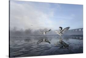 Two Grey Herons (Ardea Cinerea) on Ice, Squabbling over Fish, River Tame, Stockport, UK-Terry Whittaker-Stretched Canvas