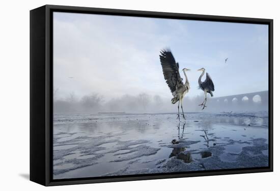 Two Grey Herons (Ardea Cinerea) Squabbling over Fish, River Tame, Reddish Vale Country Park, UK-Terry Whittaker-Framed Stretched Canvas