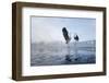 Two Grey Herons (Ardea Cinerea) Squabbling over Fish, River Tame, Reddish Vale Country Park, UK-Terry Whittaker-Framed Photographic Print