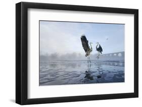 Two Grey Herons (Ardea Cinerea) Squabbling over Fish, River Tame, Reddish Vale Country Park, UK-Terry Whittaker-Framed Photographic Print