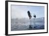 Two Grey Herons (Ardea Cinerea) Squabbling over Fish, River Tame, Reddish Vale Country Park, UK-Terry Whittaker-Framed Photographic Print