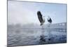 Two Grey Herons (Ardea Cinerea) Squabbling over Fish, River Tame, Reddish Vale Country Park, UK-Terry Whittaker-Mounted Photographic Print
