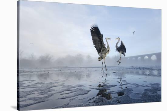 Two Grey Herons (Ardea Cinerea) Squabbling over Fish, River Tame, Reddish Vale Country Park, UK-Terry Whittaker-Stretched Canvas