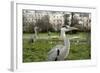 Two Grey Herons (Ardea Cinerea) Standing in Regent's Park, London, England, UK, April-Bertie Gregory-Framed Photographic Print