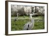 Two Grey Herons (Ardea Cinerea) Standing in Regent's Park, London, England, UK, April-Bertie Gregory-Framed Photographic Print