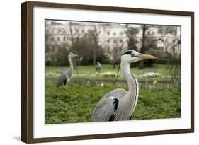 Two Grey Herons (Ardea Cinerea) Standing in Regent's Park, London, England, UK, April-Bertie Gregory-Framed Photographic Print