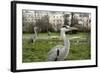 Two Grey Herons (Ardea Cinerea) Standing in Regent's Park, London, England, UK, April-Bertie Gregory-Framed Photographic Print