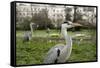 Two Grey Herons (Ardea Cinerea) Standing in Regent's Park, London, England, UK, April-Bertie Gregory-Framed Stretched Canvas