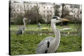 Two Grey Herons (Ardea Cinerea) Standing in Regent's Park, London, England, UK, April-Bertie Gregory-Stretched Canvas