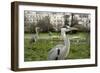 Two Grey Herons (Ardea Cinerea) Standing in Regent's Park, London, England, UK, April-Bertie Gregory-Framed Photographic Print