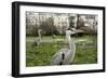 Two Grey Herons (Ardea Cinerea) Standing in Regent's Park, London, England, UK, April-Bertie Gregory-Framed Photographic Print