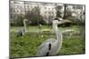 Two Grey Herons (Ardea Cinerea) Standing in Regent's Park, London, England, UK, April-Bertie Gregory-Mounted Photographic Print