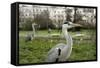 Two Grey Herons (Ardea Cinerea) Standing in Regent's Park, London, England, UK, April-Bertie Gregory-Framed Stretched Canvas