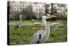 Two Grey Herons (Ardea Cinerea) Standing in Regent's Park, London, England, UK, April-Bertie Gregory-Stretched Canvas
