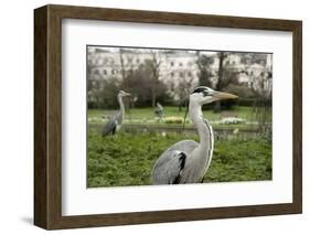 Two Grey Herons (Ardea Cinerea) Standing in Regent's Park, London, England, UK, April-Bertie Gregory-Framed Photographic Print