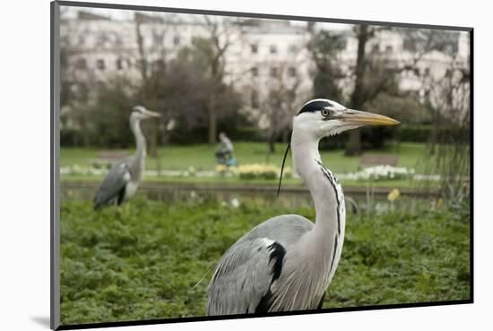 Two Grey Herons (Ardea Cinerea) Standing in Regent's Park, London, England, UK, April-Bertie Gregory-Mounted Photographic Print