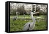 Two Grey Herons (Ardea Cinerea) Standing in Regent's Park, London, England, UK, April-Bertie Gregory-Framed Stretched Canvas