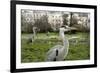 Two Grey Herons (Ardea Cinerea) Standing in Regent's Park, London, England, UK, April-Bertie Gregory-Framed Photographic Print