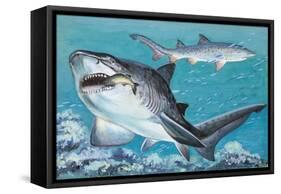 Two Grey Nurse Sharks Swimming Underwater (Carcharias Taurus)-null-Framed Stretched Canvas