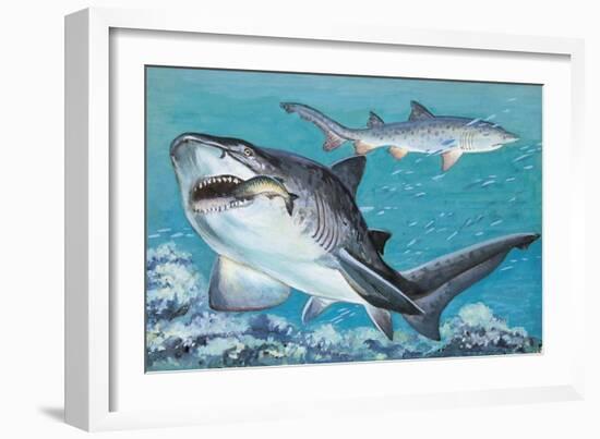 Two Grey Nurse Sharks Swimming Underwater (Carcharias Taurus)-null-Framed Giclee Print