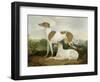 Two Greyhounds in a Landscape-Charles Hancock-Framed Premium Giclee Print