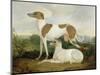 Two Greyhounds in a Landscape-Charles Hancock-Mounted Premium Giclee Print