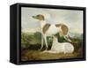 Two Greyhounds in a Landscape-Charles Hancock-Framed Stretched Canvas