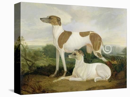 Two Greyhounds in a Landscape-Charles Hancock-Stretched Canvas