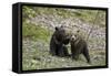 Two Grizzly Bear cubs of the year or spring cubs playing, Yellowstone Nat'l Park, Wyoming, USA-James Hager-Framed Stretched Canvas
