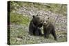 Two Grizzly Bear cubs of the year or spring cubs playing, Yellowstone Nat'l Park, Wyoming, USA-James Hager-Stretched Canvas