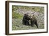 Two Grizzly Bear cubs of the year or spring cubs playing, Yellowstone Nat'l Park, Wyoming, USA-James Hager-Framed Photographic Print