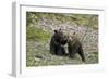 Two Grizzly Bear cubs of the year or spring cubs playing, Yellowstone Nat'l Park, Wyoming, USA-James Hager-Framed Photographic Print