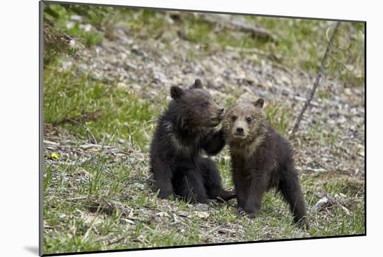 Two Grizzly Bear cubs of the year or spring cubs playing, Yellowstone Nat'l Park, Wyoming, USA-James Hager-Mounted Photographic Print