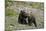 Two Grizzly Bear cubs of the year or spring cubs playing, Yellowstone Nat'l Park, Wyoming, USA-James Hager-Mounted Photographic Print