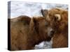 Two Grizzly Bears Rubbing Heads, Alaska-Lynn M^ Stone-Stretched Canvas