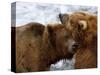 Two Grizzly Bears Rubbing Heads, Alaska-Lynn M^ Stone-Stretched Canvas