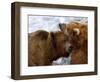 Two Grizzly Bears Rubbing Heads, Alaska-Lynn M^ Stone-Framed Photographic Print