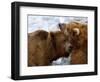 Two Grizzly Bears Rubbing Heads, Alaska-Lynn M^ Stone-Framed Photographic Print