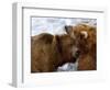 Two Grizzly Bears Rubbing Heads, Alaska-Lynn M^ Stone-Framed Photographic Print