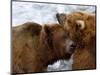 Two Grizzly Bears Rubbing Heads, Alaska-Lynn M^ Stone-Mounted Photographic Print