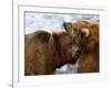 Two Grizzly Bears Rubbing Heads, Alaska-Lynn M^ Stone-Framed Photographic Print