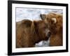 Two Grizzly Bears Rubbing Heads, Alaska-Lynn M^ Stone-Framed Photographic Print