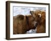 Two Grizzly Bears Rubbing Heads, Alaska-Lynn M^ Stone-Framed Photographic Print