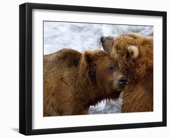 Two Grizzly Bears Rubbing Heads, Alaska-Lynn M^ Stone-Framed Photographic Print