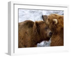 Two Grizzly Bears Rubbing Heads, Alaska-Lynn M^ Stone-Framed Photographic Print