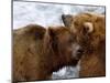 Two Grizzly Bears Rubbing Heads, Alaska-Lynn M^ Stone-Mounted Photographic Print